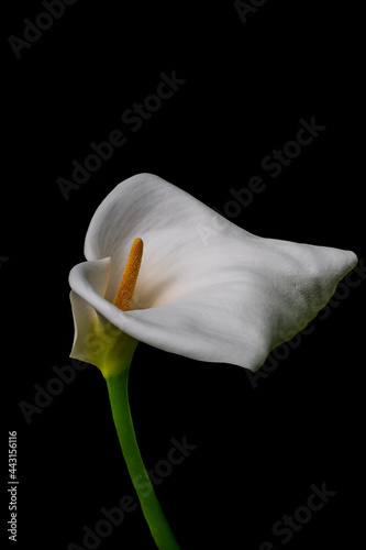 Single white calla lily flower isolated over black background.