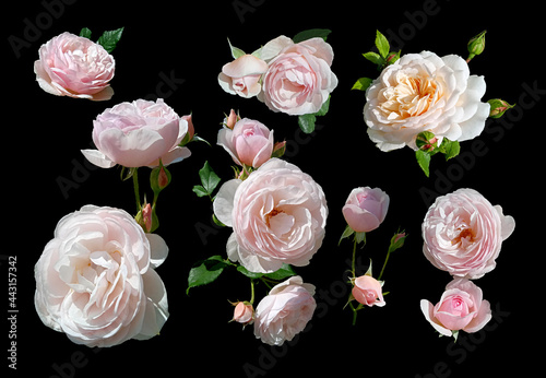 Set of isolated white and pink roses on a black background.