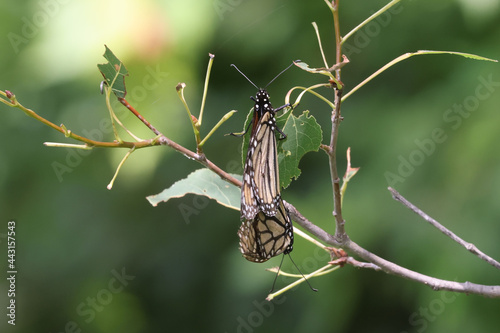 Mating Mallard butterflies making new generation on bright summer day © Janet