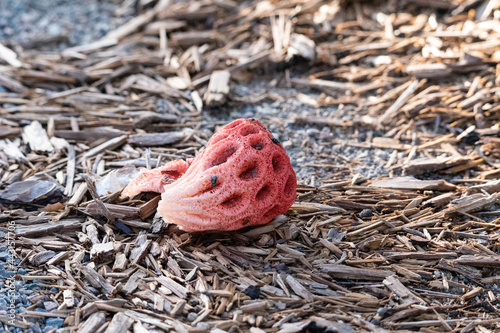 Red fungus called basket stinkhorn Clathrus ruber grows after a heavy rain photo