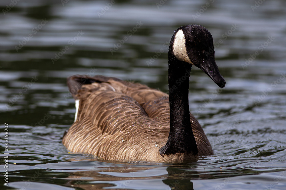 Fototapeta premium Canada Goose floating on pond