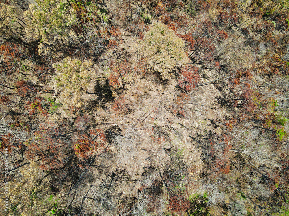 Burned mountain in the Dominican Republic, forest fire, drone view Burned mountain in the Dominican Republic, forest fire, drone view