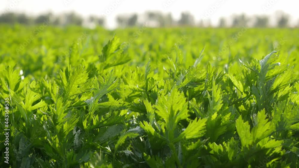 Close-up of celery in an organic vegetable land