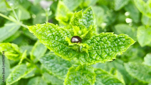 bug on the mint leaf