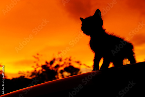 Silhouette of kitten with orange sky