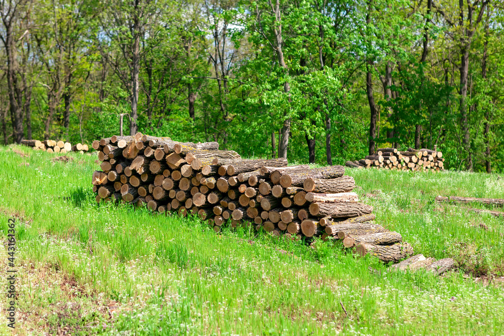 Stacked logs in the forest . Timber industry . Pile of firewood