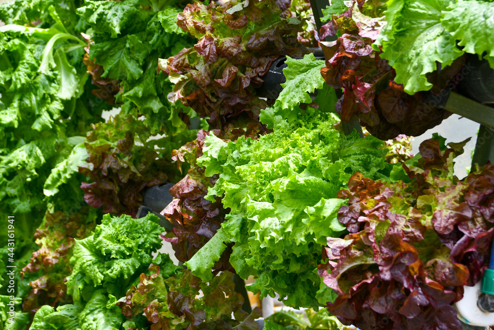 Vegetables Vegetables