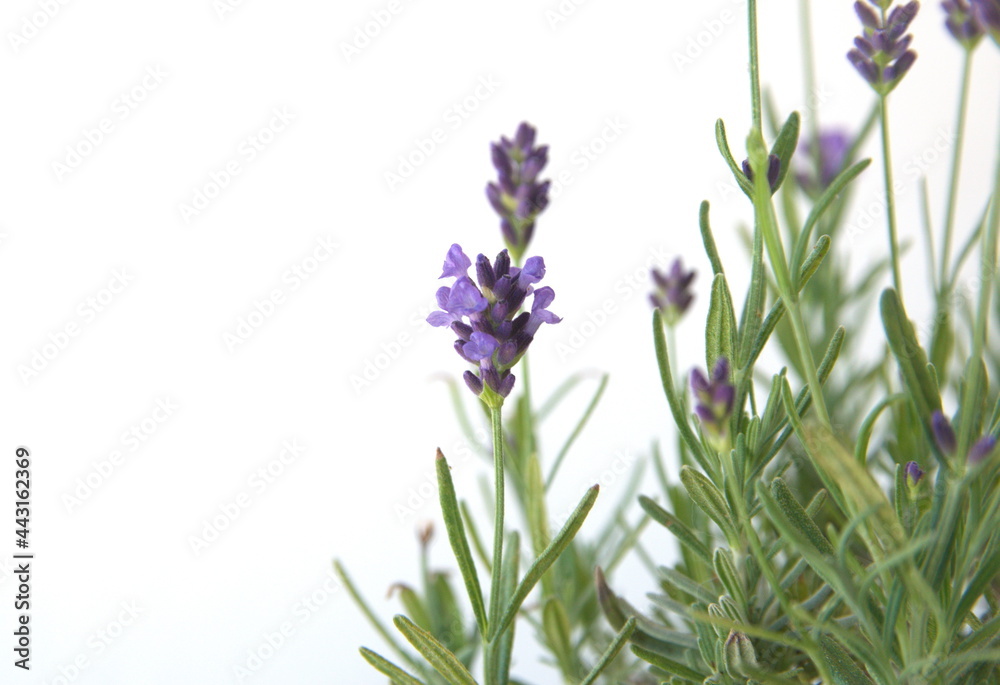 Fototapeta premium Field of Lavender, Lavandula angustifolia, Lavandula officinalis 