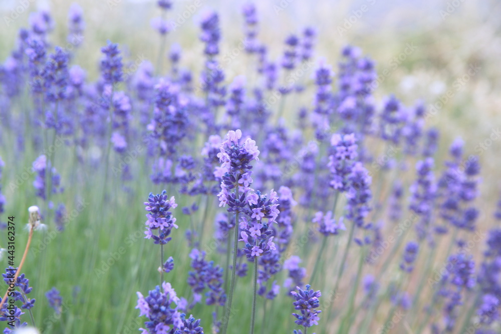 Fototapeta premium Field of Lavender, Lavandula angustifolia, Lavandula officinalis 
