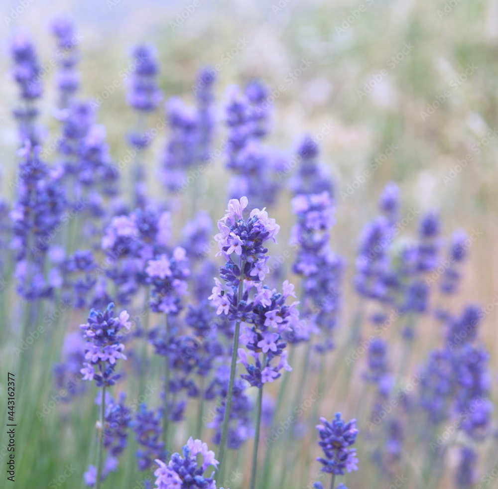 Obraz premium Field of Lavender, Lavandula angustifolia, Lavandula officinalis 