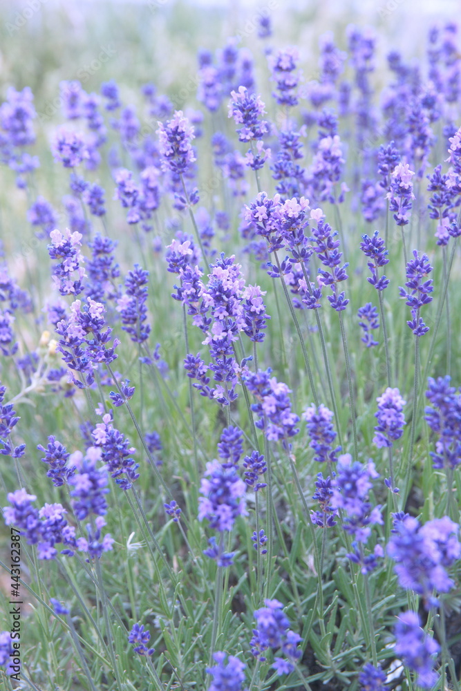 Field of Lavender, Lavandula angustifolia, Lavandula officinalis Field of Lavender, Lavandula angustifolia, Lavandula officinalis
