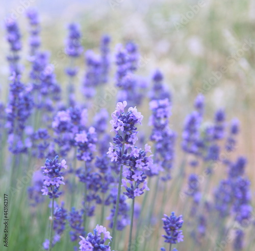 Field of Lavender  Lavandula angustifolia  Lavandula officinalis 