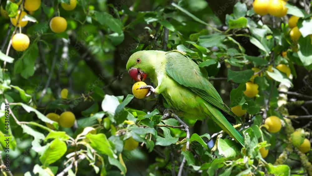 A green parrot eats yellow plums on tree
