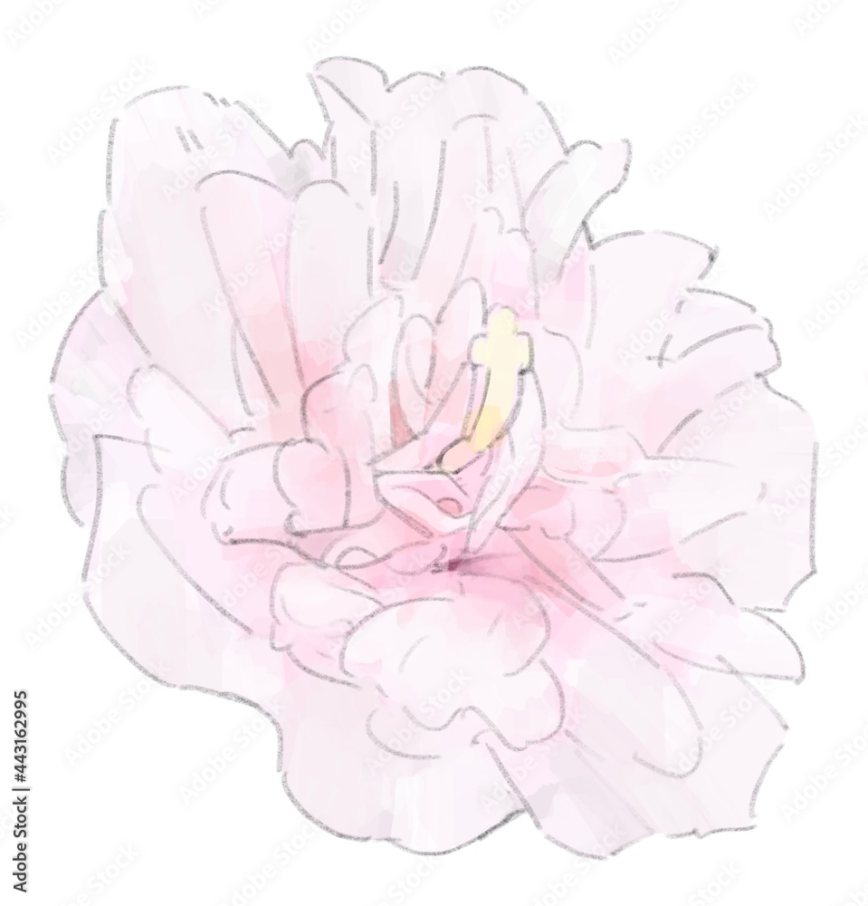 一輪のピンク色の花のイラスト Stock Illustration Adobe Stock