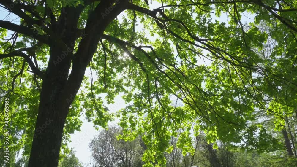 Sunshine through lush leaves of oak trees Sunshine through lush leaves of oak trees