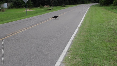 A vulture eating road kill on a rural country road