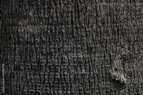 madera de palmera fondo textura para anuncios