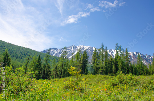 The mountain with snow top among a taiga Mountain Altai Siberia 