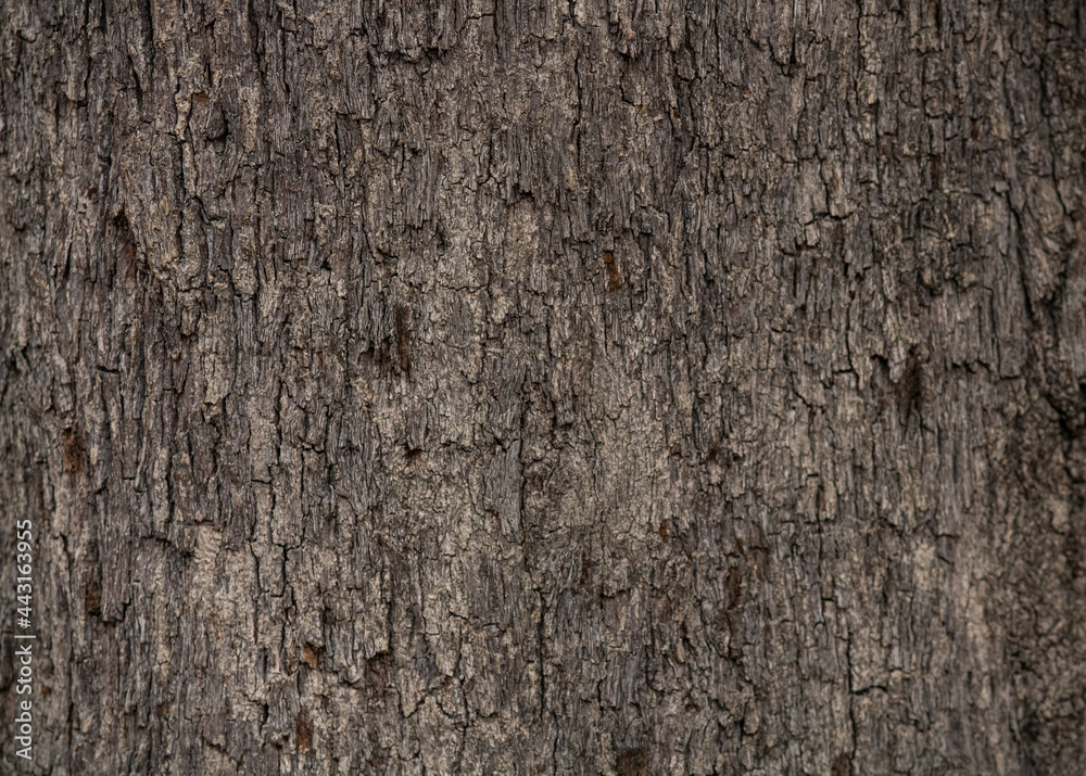 Madera de cedro fondo textura para anuncios Madera de cedro fondo textura para anuncios