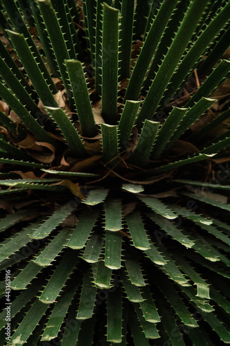 agave tequila fondo textura para anuncios