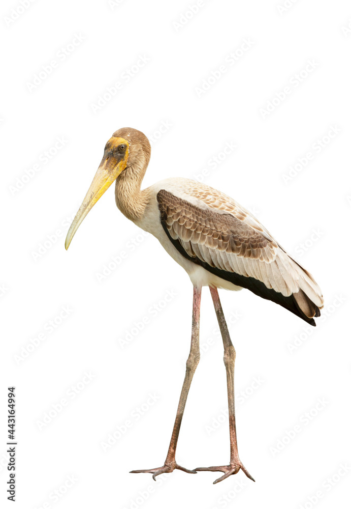 Fototapeta premium Grey crowned crane isolated on white background