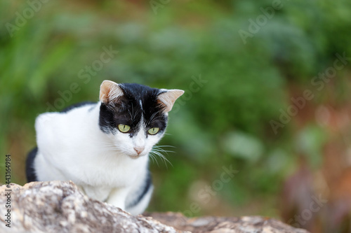 Beautiful cat portrait in nature. Asian cat outdoor.