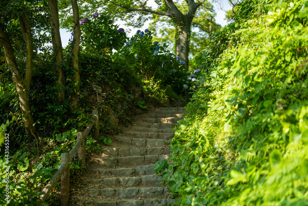 Fototapeta premium あじさい Ajisai 静岡下田公園