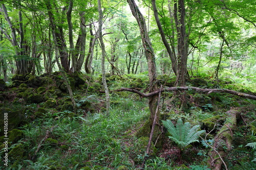a lively dense forest in springtime