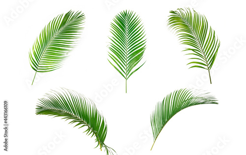  Set of palm green leaves isolated on white background.