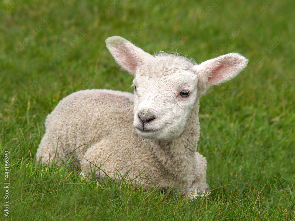 Close up of a young spring lamb sitting in the grass Close up of a young spring lamb sitting in the grass