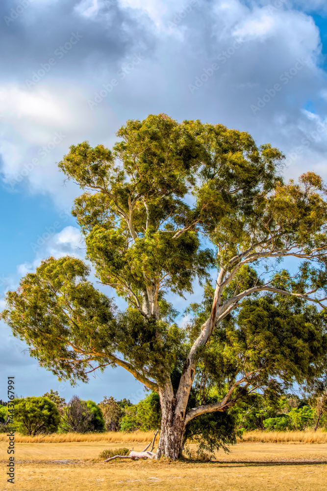 Natural landscape of Western Australia outside Perth