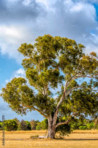 Natural landscape of Western Australia outside Perth  © Imagevixen