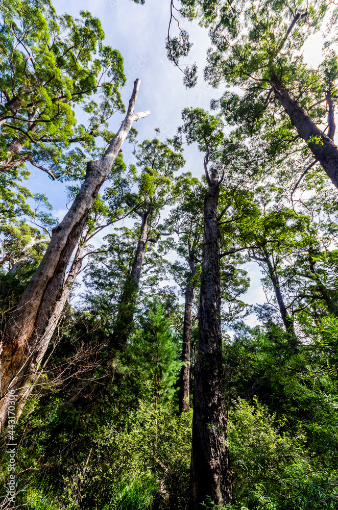 Fototapeta premium Ancient Empires Walk at the Valley of the Giants - Walpole, WA, Australia