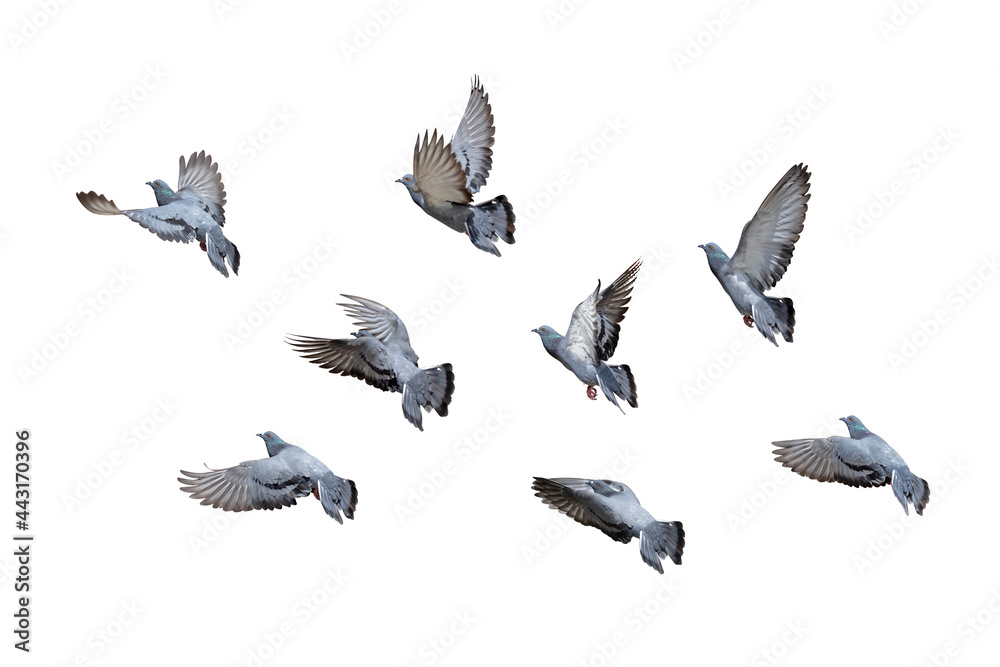 Obraz premium Action Scene of Group of Rock Pigeons Flying in The Air Isolated on White Background with Clipping Path