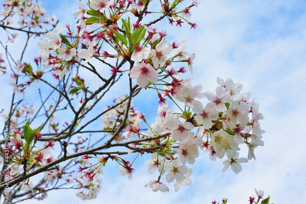 公園に咲く白く可憐な桜の花と青い空と雲