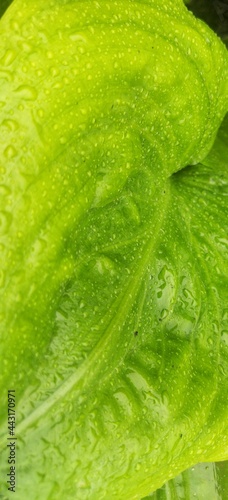 The texture of the taro flower is very beautiful and amazing.