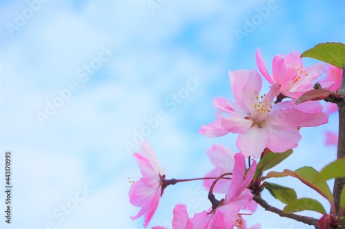 公園に咲くピンク色の可憐な桜の花と青い空と雲 © MSAIA