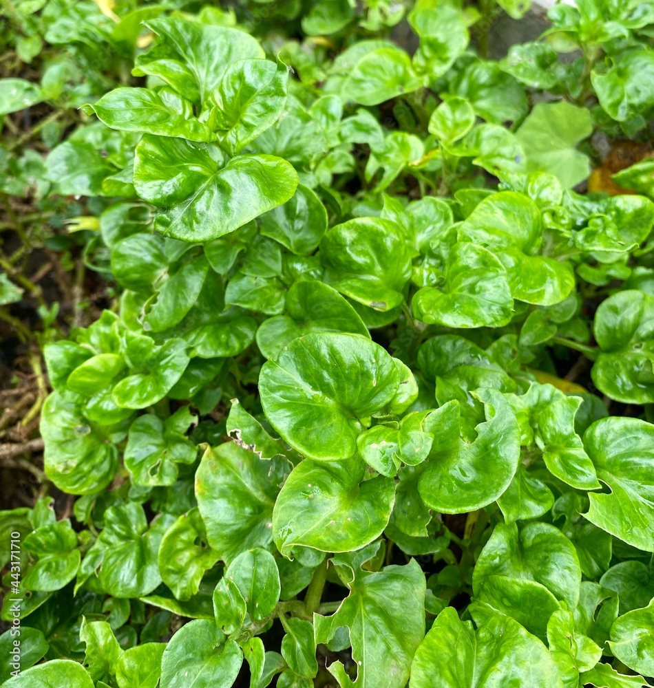 Alternanthera sissoo is called Brazilian spinach, Sissoo Spinach, Samba Lettuce and Poor Man's Spinach. Alternanthera sissoo is called Brazilian spinach, Sissoo Spinach, Samba Lettuce and Poor Man's Spinach.