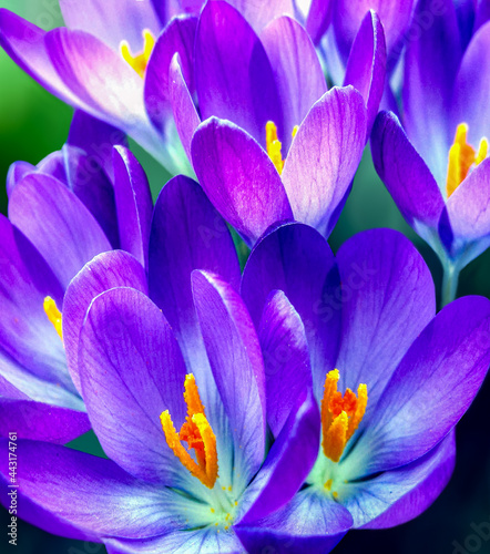 Crocus is a genus of flowering plants in the iris family  photo