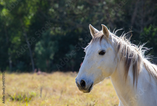 A single white horse isolated in a meadow in a tranquil landscape setting 