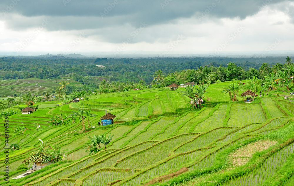 Beautiful rice terrace with  the green rice plant.