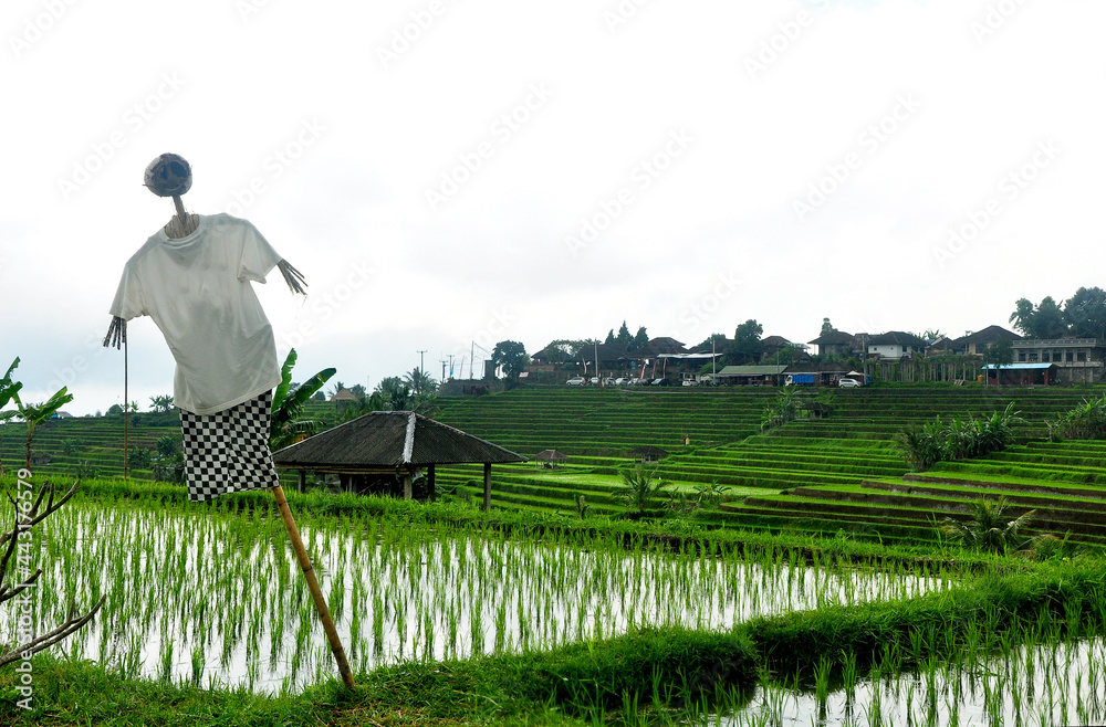 Obraz premium Beautiful rice terrace with the green rice plant.