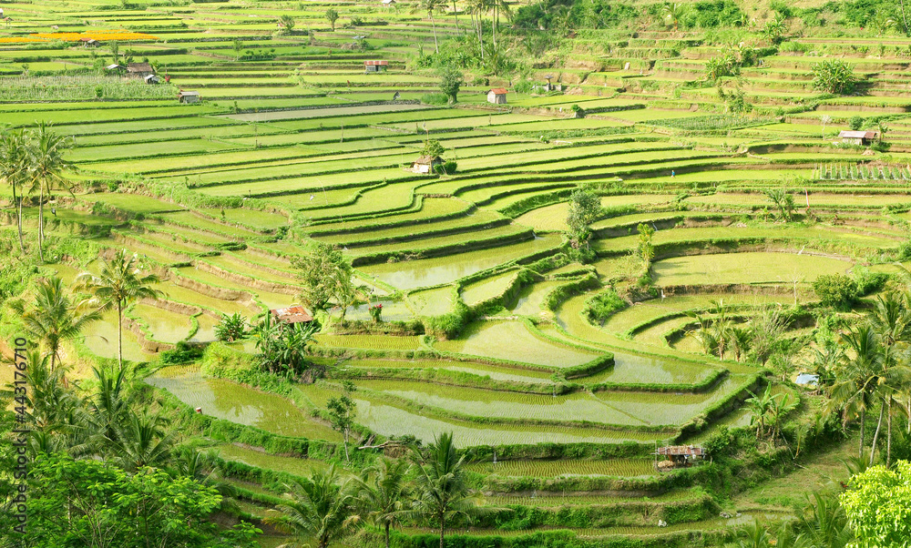 Beautiful rice terrace with  the green rice plant.