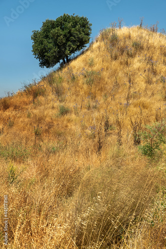 nature and landscape in Israel. High quality photo. landscape on a sunny day