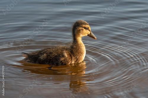 A young duckling swims on the lake. Wildlife. Bird watching