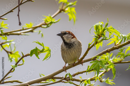 A house sparrow (passer domesticus) sitting on a branche with light green leaves