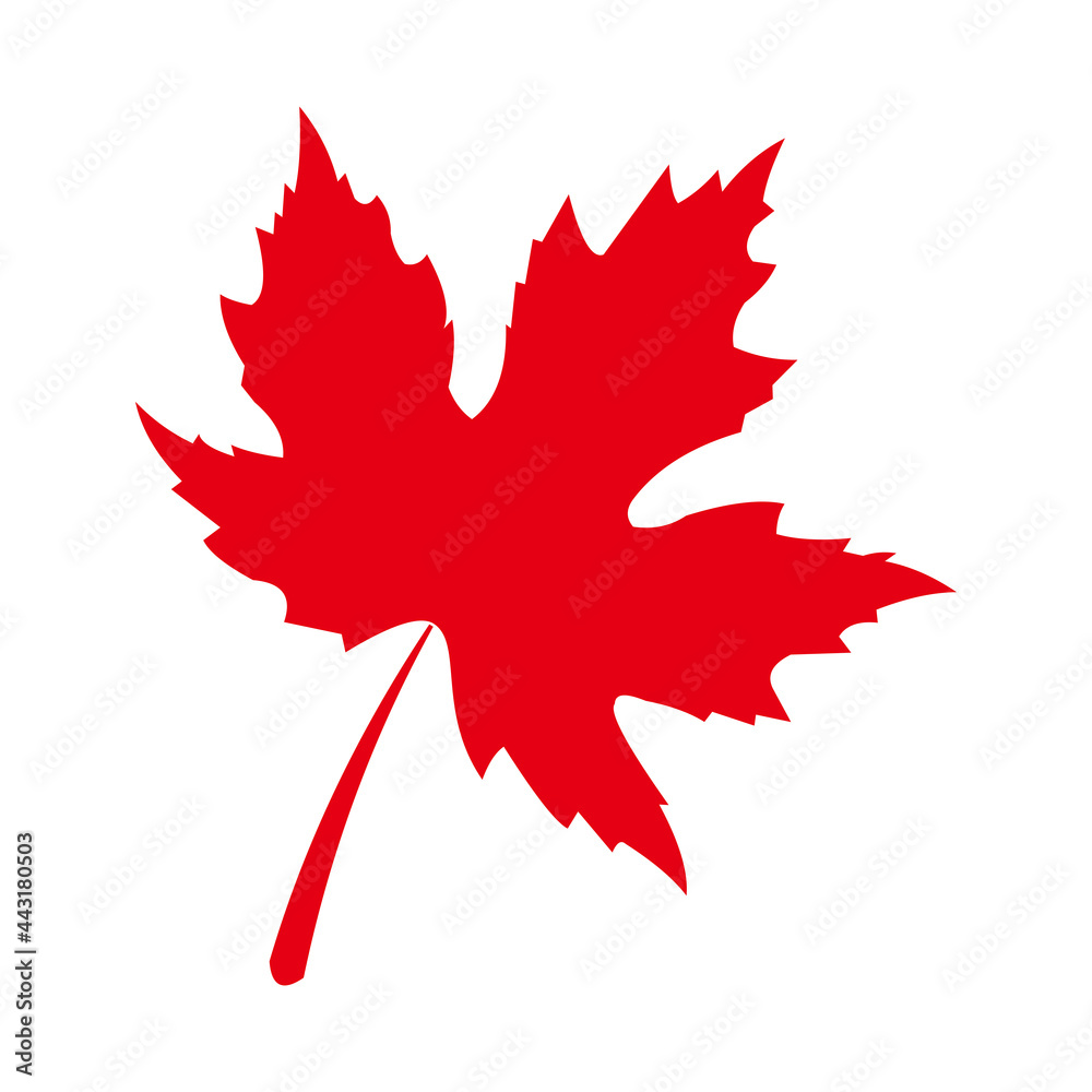 Fototapeta premium maple leaf logo icon vector symbol