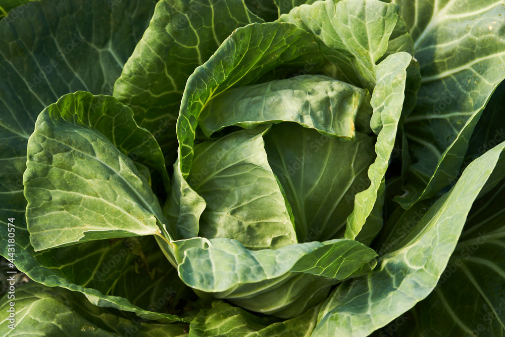 Obraz premium Green cabbage leaves background, close-up