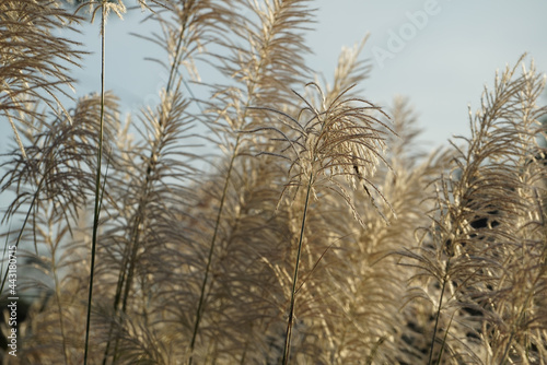 Flower grasses while wind blow with sunset sky in the evening. © somchai