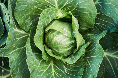 Green cabbage leaves background, close-up
